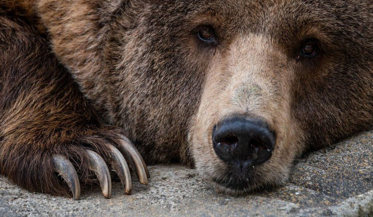 Iran arrests man after brown bear is beaten to death